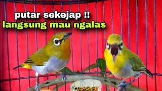 Suara Burung Pleci Ngalas Untuk Pancingan Pleci Bustomi Biar Gacor