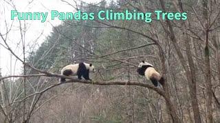 Pandas Climbing Trees | Funny Panda Clips