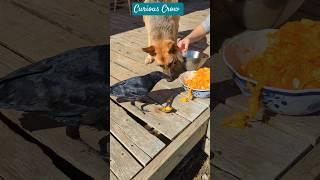 Baby Crow And German Shepherd Eating Pumpkin  #crow #dog