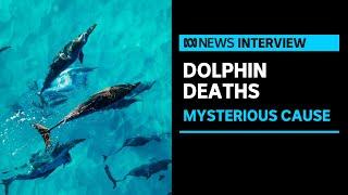 Why are the dolphins in Port Adelaide, SA dying? | ABC News