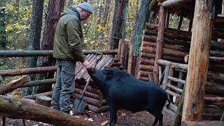 Жизнь в лесу с диким кабаном | КАБАН нападает на собаку.