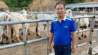 80 hectares? Para sure ang pakain sa 1,000 cattle farm. Agribusiness How It Works