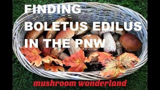 How to Find Boletus Edilus (Porcini Mushrooms) in the PNW