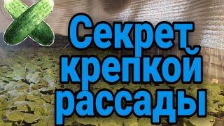 Наша технология выращивания крепкой рассады огурцов