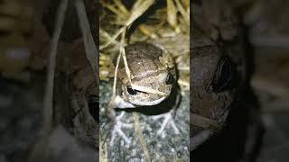 The most noisy frog #viral #trending #frog