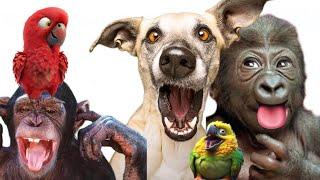 Funny gorilla. Funny dog. Funny animals video 