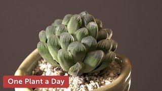 Haworthia cooperi var. truncata Houseplant Care – 355 of 365