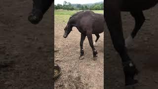 Horse Seizure /Equine Epilepsy/ Neurological Episodes / Fits /Convulsions - Case Study for Awareness