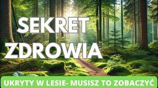 Kąpiele leśne. Sekret zdrowia ukryty w lesie. Musisz to zobaczyć.