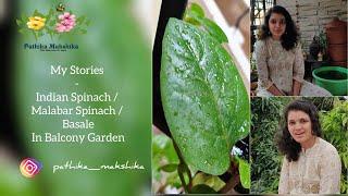 My Stories - Indian Spinach / Malabar Spinach / Basale In Balcony Garden