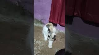 kucing lucu Cika#shorts