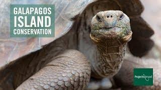 Galapagos Island Conservation with Projects Abroad (Ecuador)