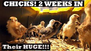 Chick Check up! 2 weeks old | Small vs. Large Feeder | Lacey Family Farms