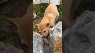 Dog vs Animal! Unique video! Viral short video