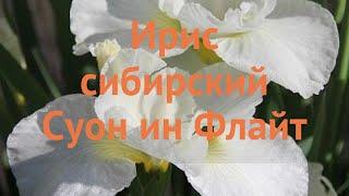 Ирис сибирский Суон ин Флайт  обзор: как сажать, саженцы, луковицы ириса Суон ин Флайт