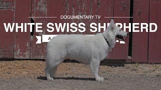 WHITE SWISS SHEPHERD: ALL ABOUT HERDING