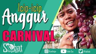 Sensasi Rasa Anggur Carnival (CRV)