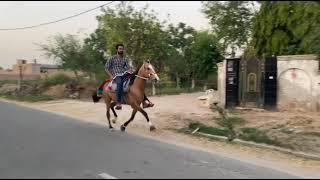 Sindhi horse gold challenger rider and owner manu sekhon at Baba stud farm