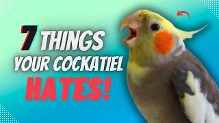 7 Things Cockatiels Absolutely HATE And How to Avoid Them