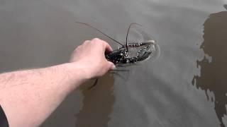 Returning a lobster to the sea at Lowestoft.