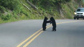 Bear Cubs Play in the Road - Too Cute