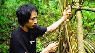 Lots of Wildlife Tracks Discovered - Establishing a New Refuge | Sumatra's Instincts