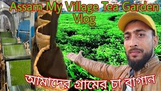 Crazy Tea Garden Review of my village | Assam NiVia Tea Garden AtoZ Vlog 