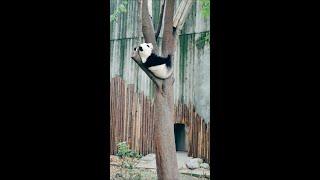 Charming Pandas Taking Cozy Naps in the Trees #travel #nature #china