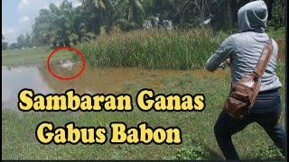 CASTING GABUS DI SAWAH PADI SAAT BANJIR SAMBARANNYA MANTAP...!!