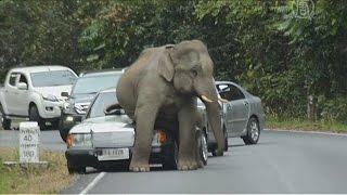 Дикий слон в Таиланде уселся на капот авто (новости)