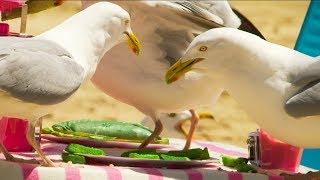 Does the Colour of Food Prevent a Seagull from Stealing? | BBC Earth