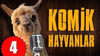 Pisi TV Komik Hayvanlar 4 - Bu Hayvanlar Konuşuyor
