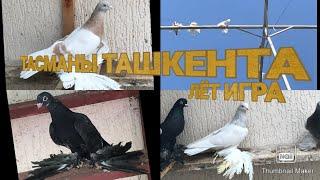 ГОЛУБИ ТАСМАНЫ Д.ДИЛШОД 3)ЧАСТЬ  PIGEONS 2021