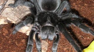 How to care for a Brazilian Black Tarantula (G. pulchra)