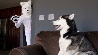 Husky Pranked By Wolf Mask!