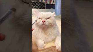  #azikboom #cat #catfunny #catlike #catlover #mycat #najim #catvideos #mushuk #funny