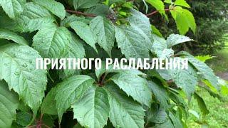 АСМР МЯГКИЙ БЛИЗКИЙ ШЁПОТ /ШУМ ДОЖДЯ/ЗВУКИ ПРИРОДЫ /ИДЕАЛЬНЫЙ ФОН ДЛЯ СНА