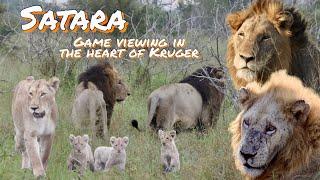 Hectic & Peaceful - Kruger National Park |The heart of Kruger | Scenic Wildlife & Nature | Ep 2 of 5