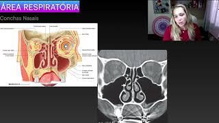 Cavidade Nasal: Área Respiratória