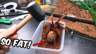 I Received THE FATTEST TARANTULA Ever!