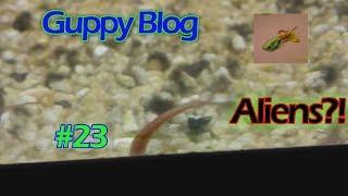 Guppy Blog Folge #23 | Aliens? unerwünschte Bewohner | Guppys vom Aquarium bis Teich 2017