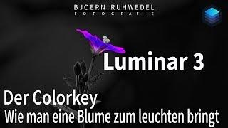 Luminar 3 - Der Colorkey - Wie man eine Blume zum leuchten bringt