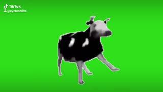 Polish Cow Dancing greenscreen but its distorted