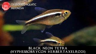 Hyphessobrycon herbertaxelrodi. The POPULAR Black Neon Tetra. (Leopard Aquatic C007A)
