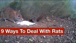 9 Ways To Deal With Rats (warning: lots of footage of rats, living and dead)