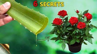 REVEALING 6 SECRETS OF ALOE VERA FOR YOUR GARDEN | USES OF ALOE VERA IN GARDENING