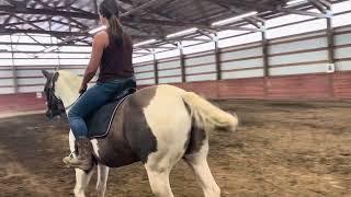 Katie Purdy video 1 walk, trot & canter