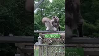 Big Powerful Polydactyl Maine Coon Cat | Zoomies on the Catio | #shorts