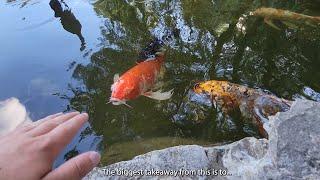 Deja Vu and Koi