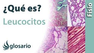 LEUCOCITOS | Qué son, cómo se miden, cómo actúan y qué hacer para disminuir o aumentar los niveles